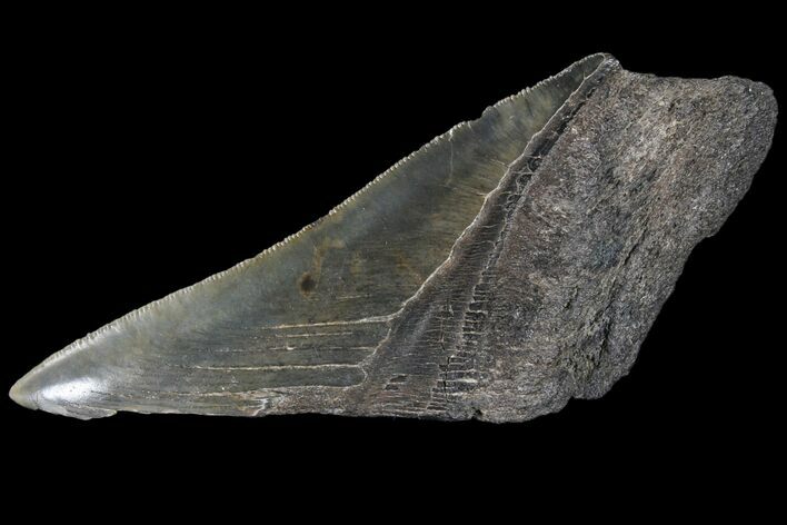 Partial Fossil Megalodon Tooth - Serrated Blade #89436